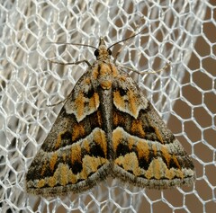 Dichromodes poecilotis