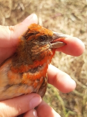 Carpodacus erythrinus grebnitskii