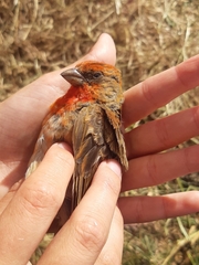 Carpodacus erythrinus grebnitskii