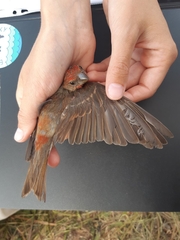 Carpodacus erythrinus grebnitskii