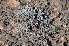Eriogonum wrightii subscaposum