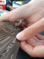 Carpodacus erythrinus grebnitskii