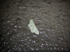 Scopula asthena