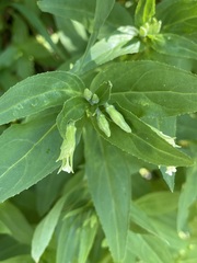 Epilobium luteum