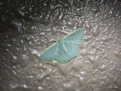 Pelagodes subquadraria