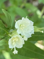 Epilobium luteum