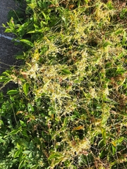 Cuscuta chinensis