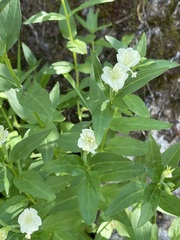 Epilobium luteum