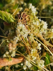 Cuscuta chinensis