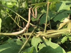 Tenodera sinensis