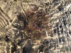 Macrodactyla doreensis