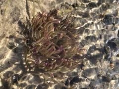 Macrodactyla doreensis