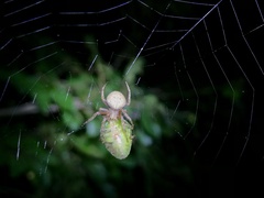 Neoscona punctigera