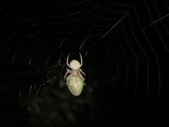 Neoscona punctigera
