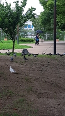 Columba livia domestica
