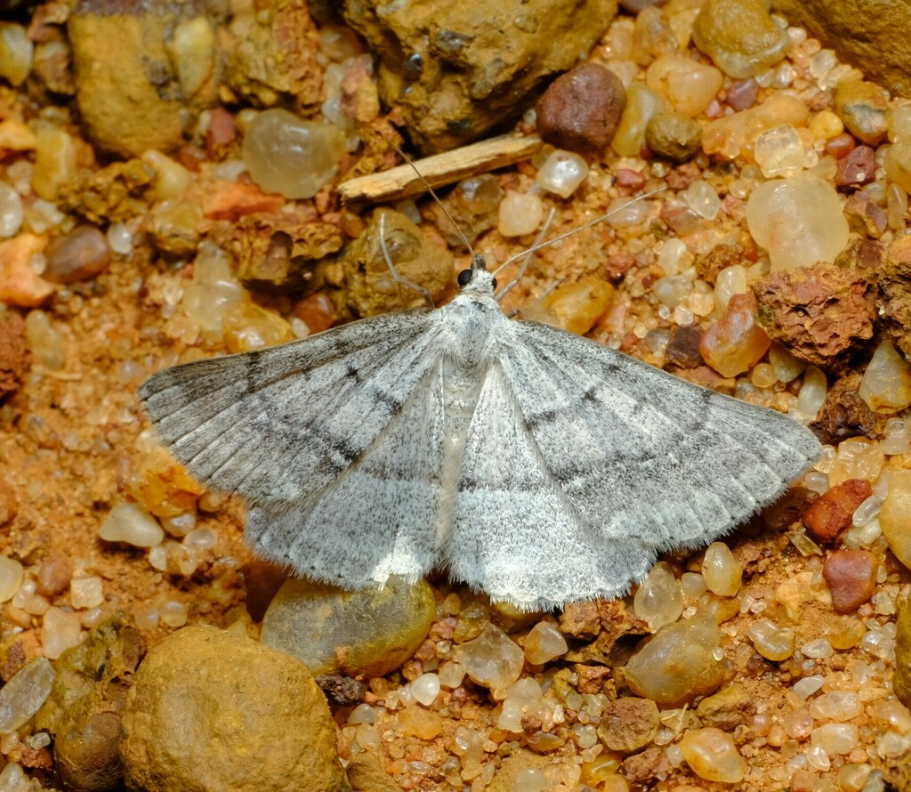 Nearcha staurotis