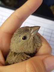 Carpodacus erythrinus grebnitskii