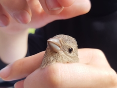 Carpodacus erythrinus grebnitskii