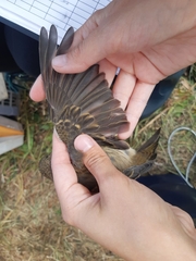 Carpodacus erythrinus grebnitskii