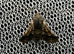 Dinophalus ampycteria