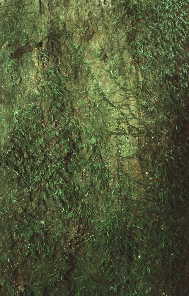 Haplopteris dareicarpa