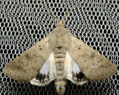 Pandesma submurina