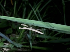 Statilia maculata maculata