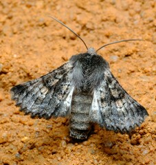 Dinophalus ampycteria