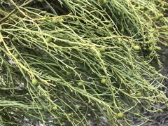 Choretrum glomeratum