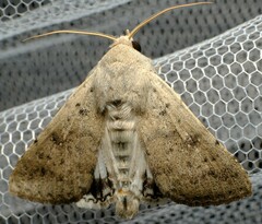 Pandesma submurina