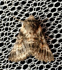 Dinophalus ampycteria