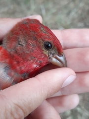 Carpodacus erythrinus grebnitskii