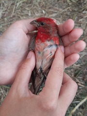 Carpodacus erythrinus grebnitskii