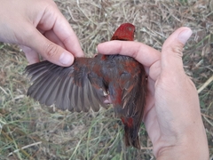 Carpodacus erythrinus grebnitskii