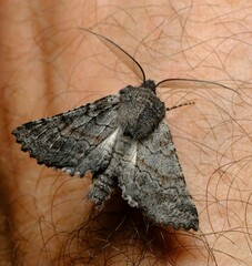 Dinophalus ampycteria