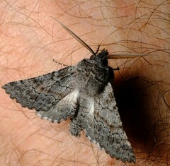 Dinophalus ampycteria