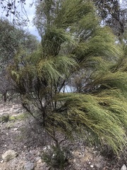 Choretrum glomeratum