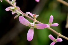 Congea tomentosa