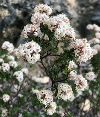 Pomaderris obcordata