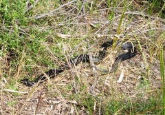 Pseudechis porphyriacus