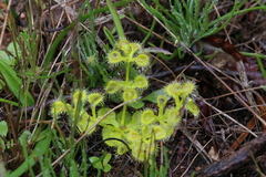 Drosera rupicola