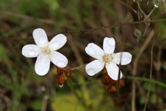 Drosera rupicola
