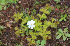 Drosera rupicola