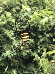 Argiope amoena