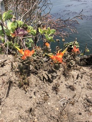 Castilleja mendocinensis