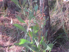 Hakea laevipes