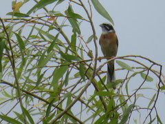 Emberiza cioides