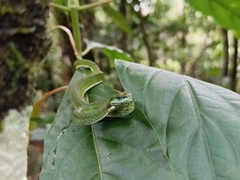 Craspedocephalus macrolepis