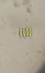 Desmodesmus opoliensis