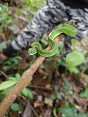 Craspedocephalus macrolepis